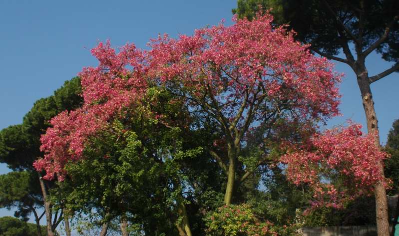 Chorisia speciosa (pianta coltivata)